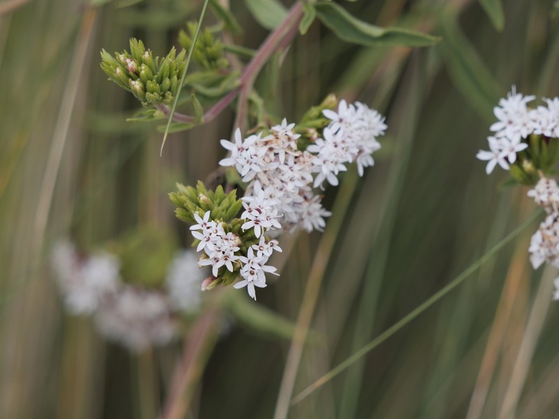 Stevia achalensis photo 7