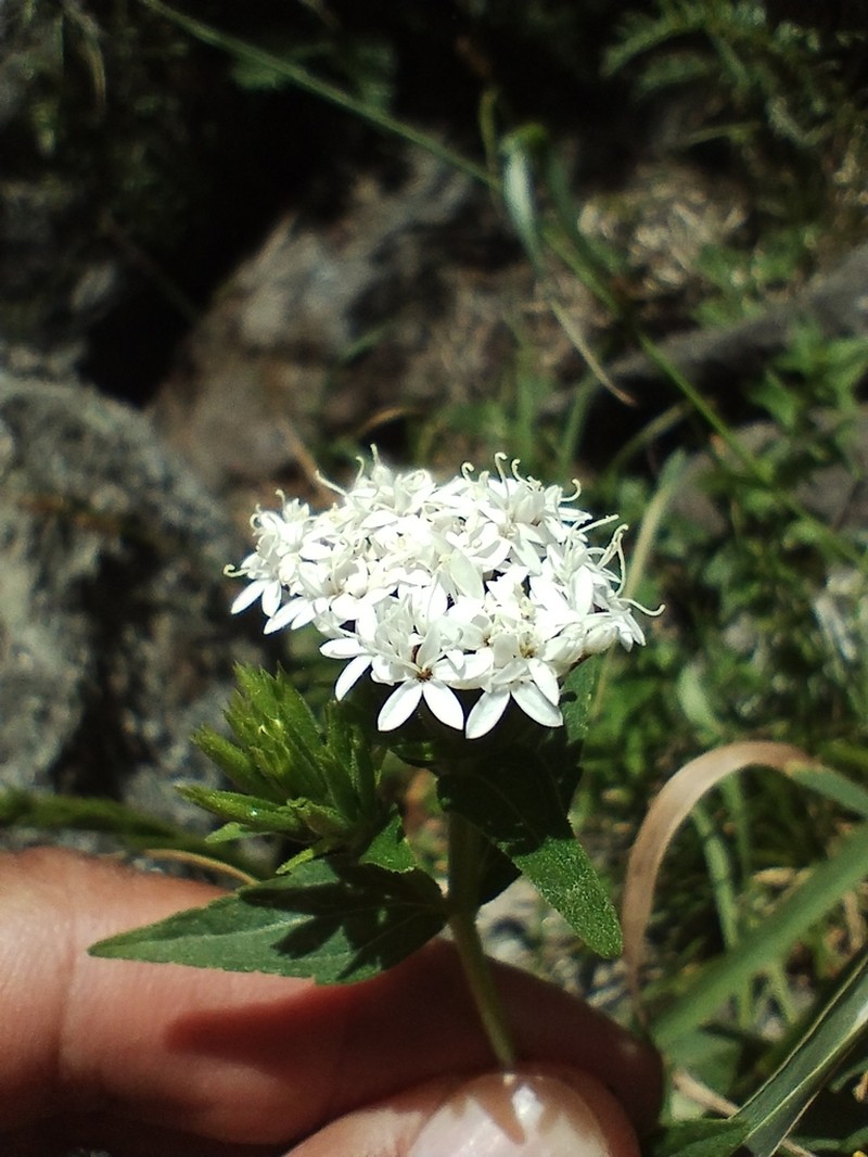 Stevia achalensis photo 8