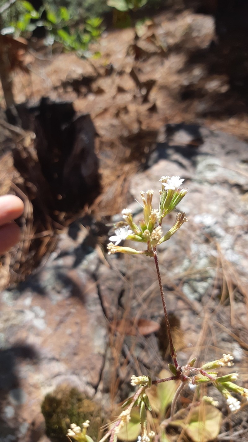 Stevia alatipes photo 2
