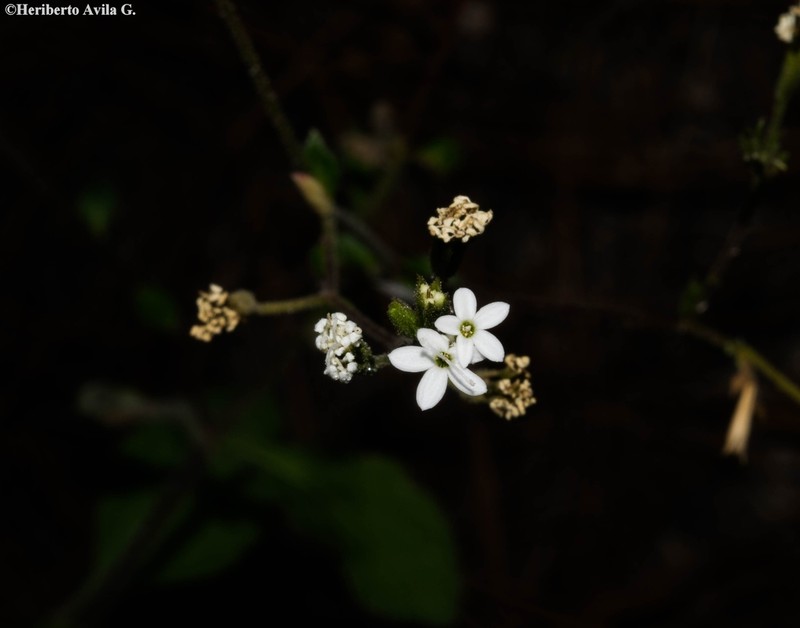 Stevia alatipes photo 3
