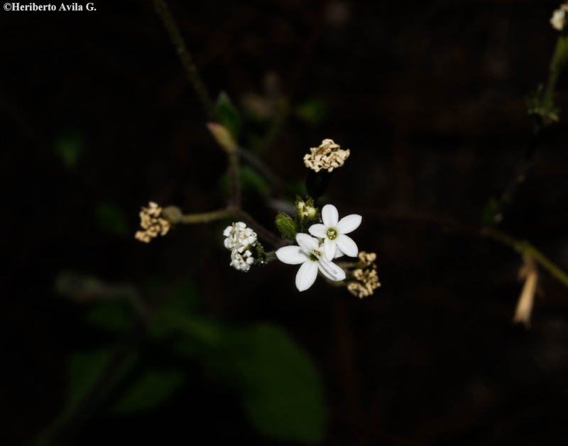 Stevia alatipes photo 5