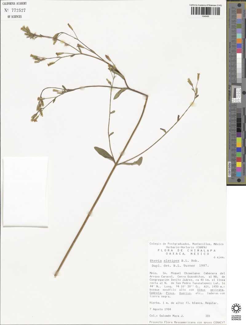 Stevia alatipes photo 6