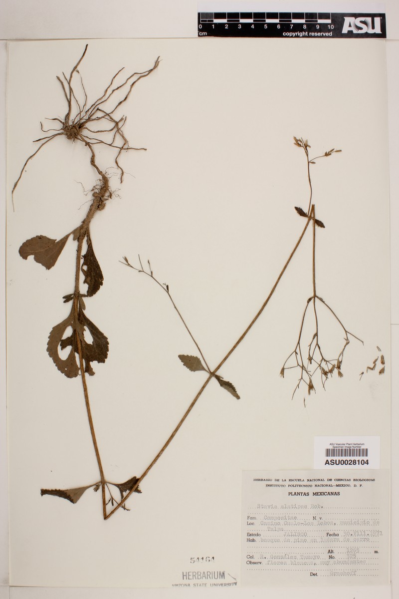 Stevia alatipes photo 8