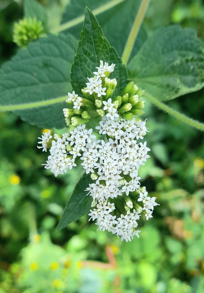 Stevia alpina