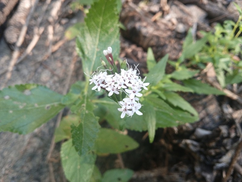 Stevia alpina photo 2