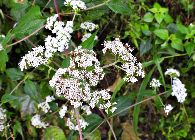 Stevia alpina photo 3