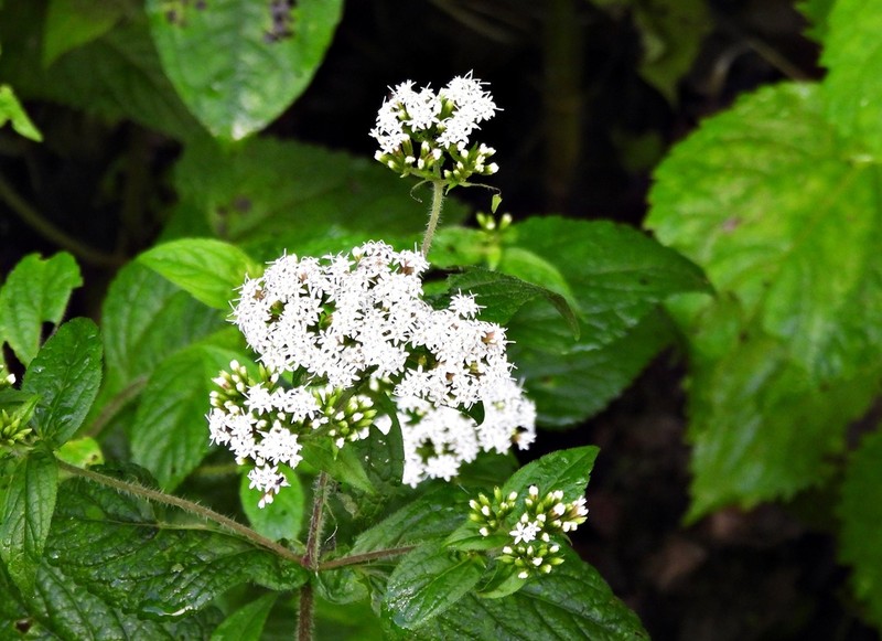 Stevia alpina photo 4