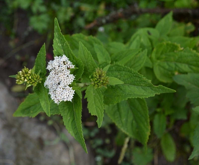 Stevia alpina photo 5