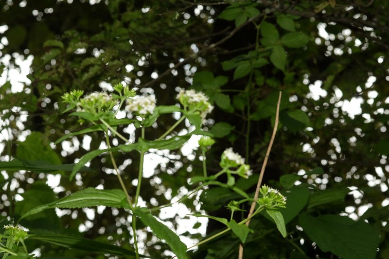 Stevia alpina photo 6