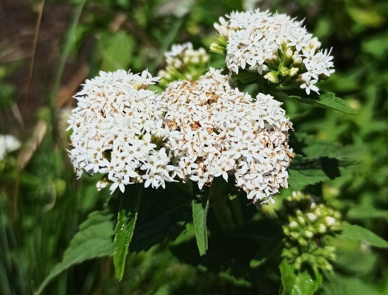 Stevia alpina photo 7