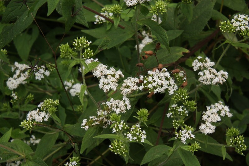 Stevia alpina photo 8