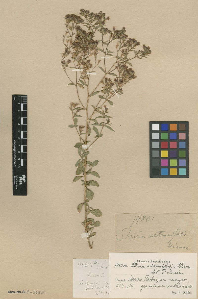 Stevia alternifolia