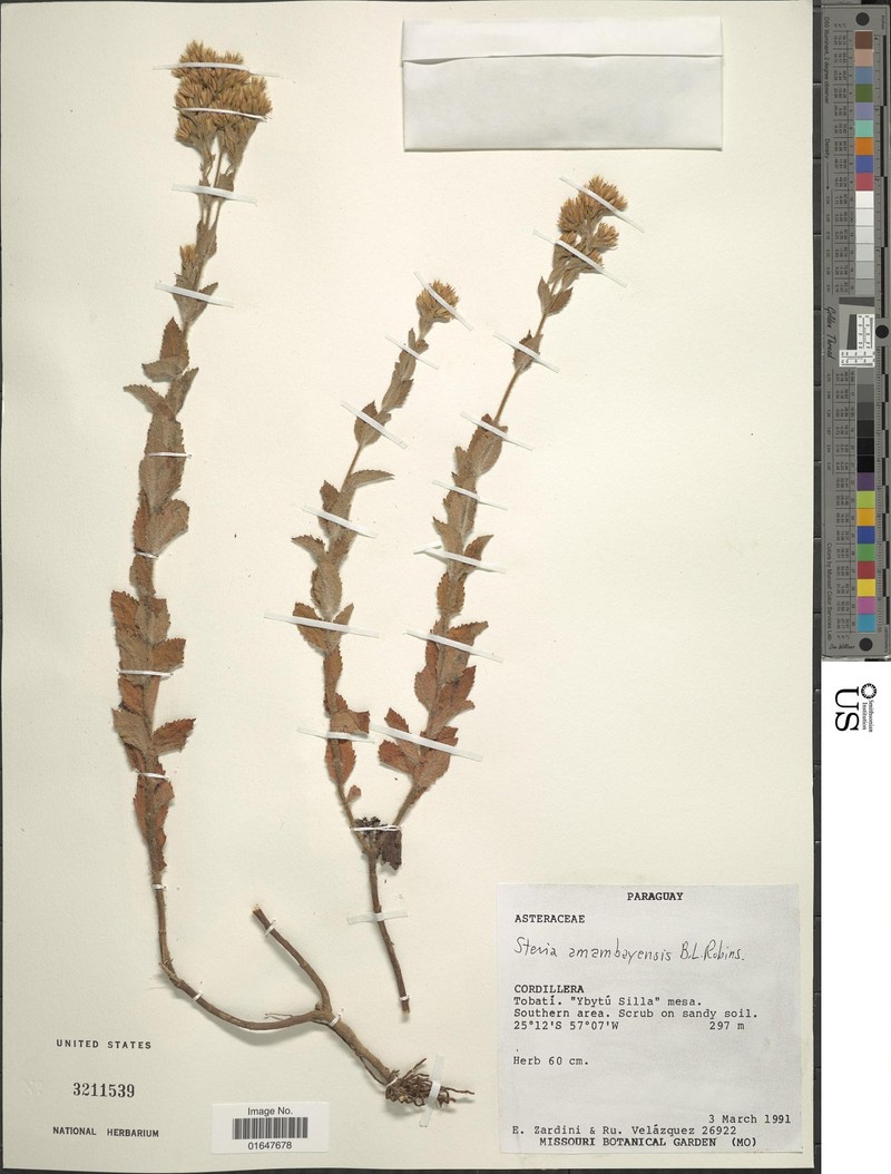 Stevia amambayensis