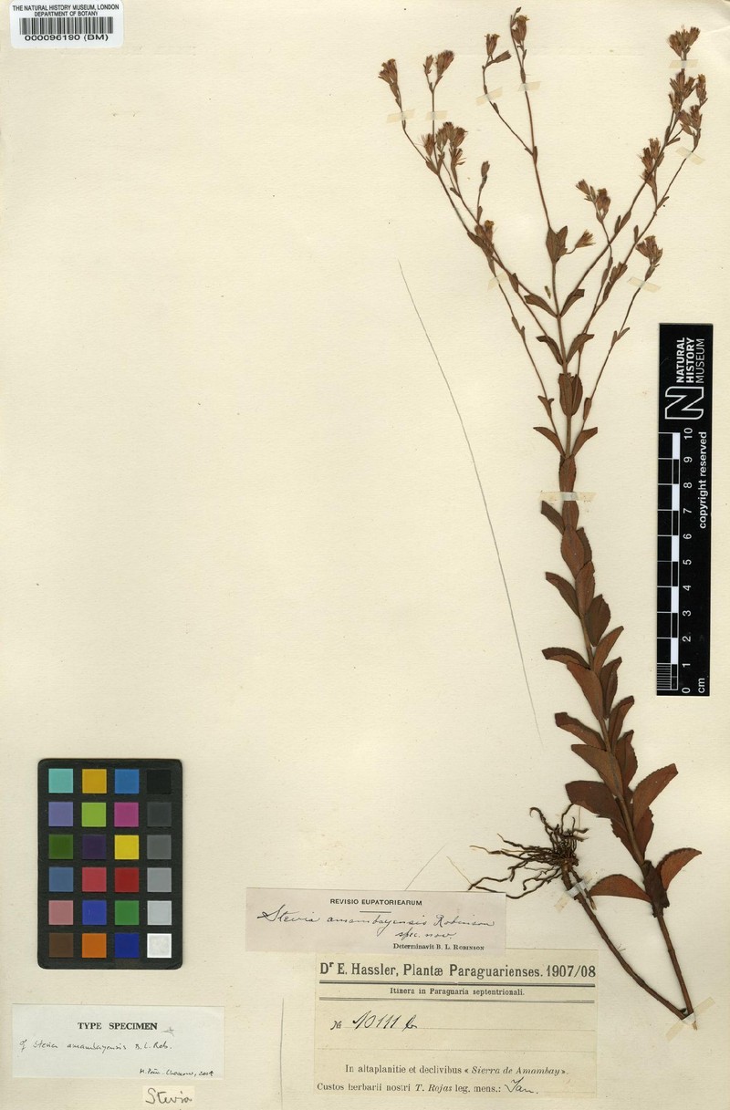 Stevia amambayensis photo 2