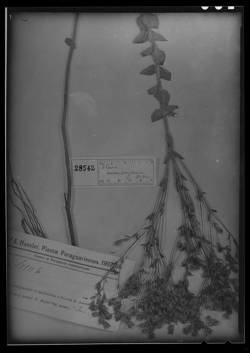 Stevia amambayensis photo 3