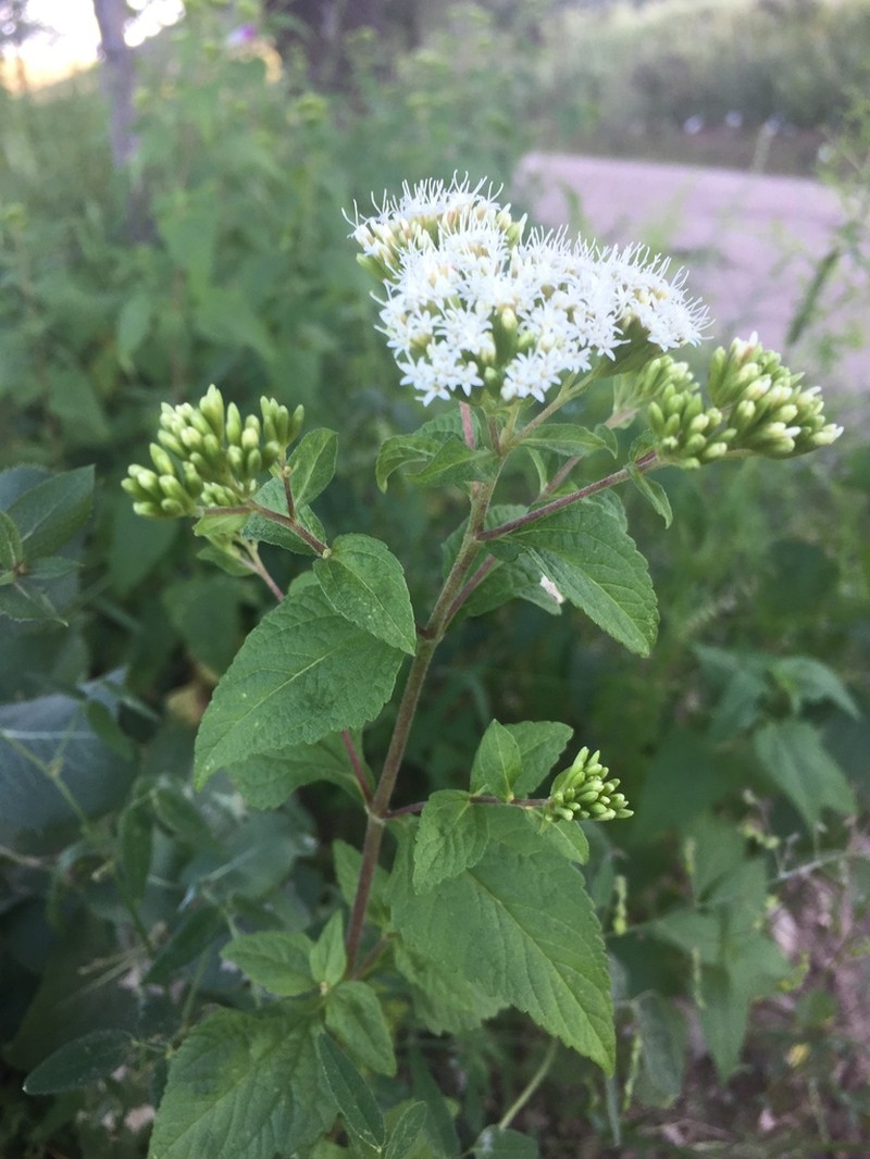 Stevia amblyolepis