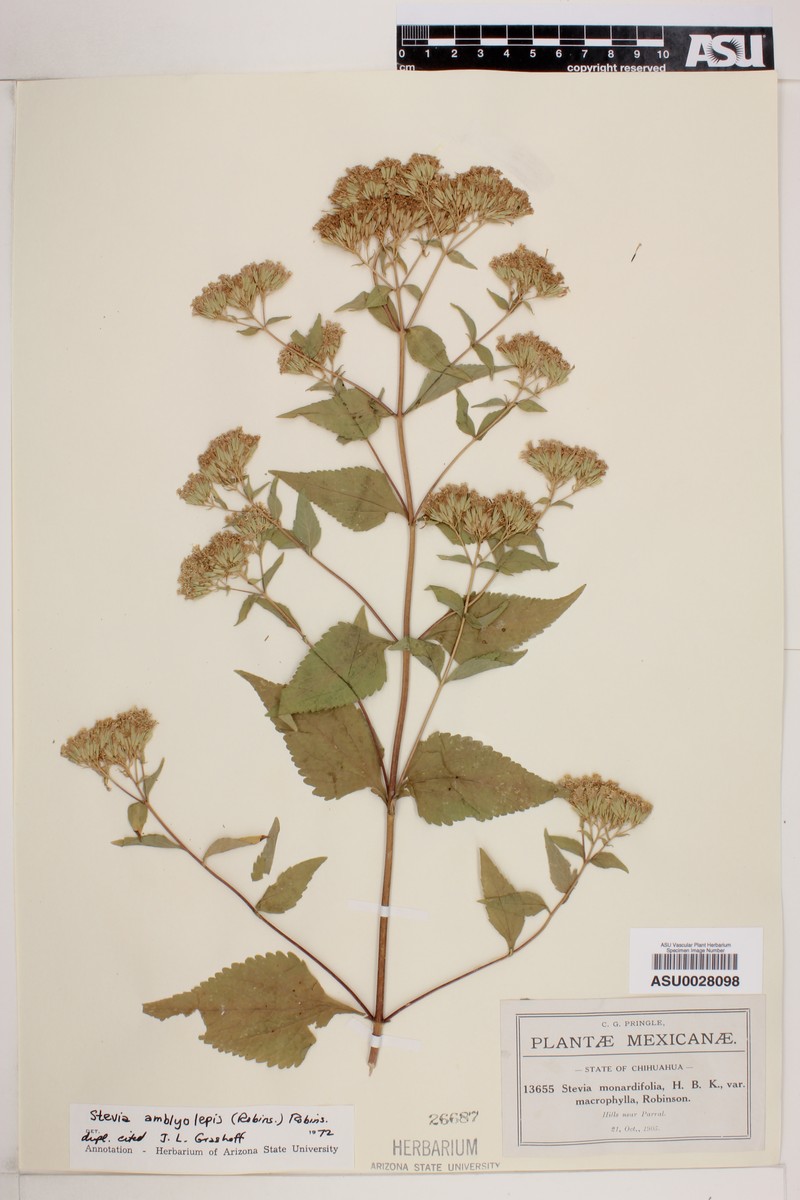 Stevia amblyolepis photo 2