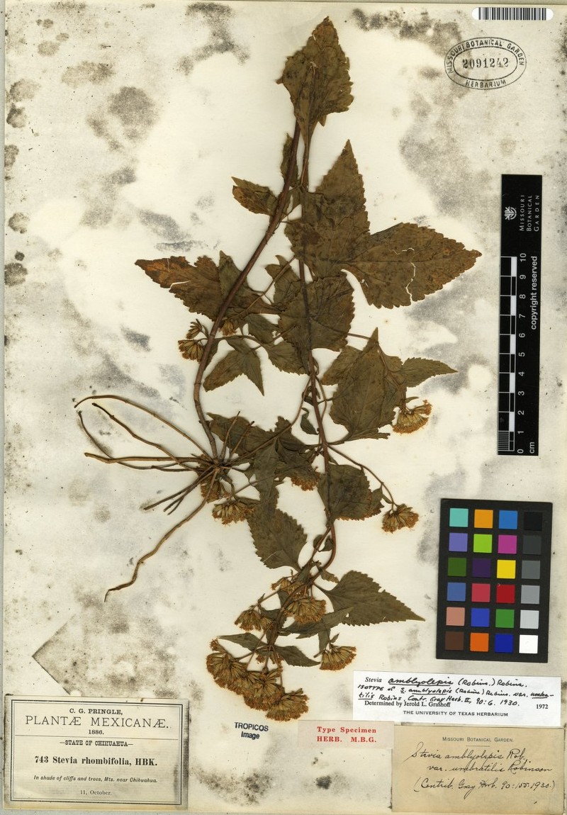 Stevia amblyolepis photo 3