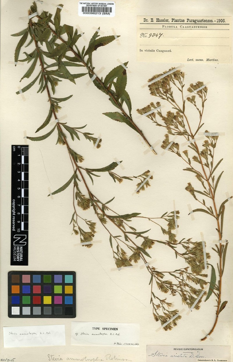 Stevia ammotropha