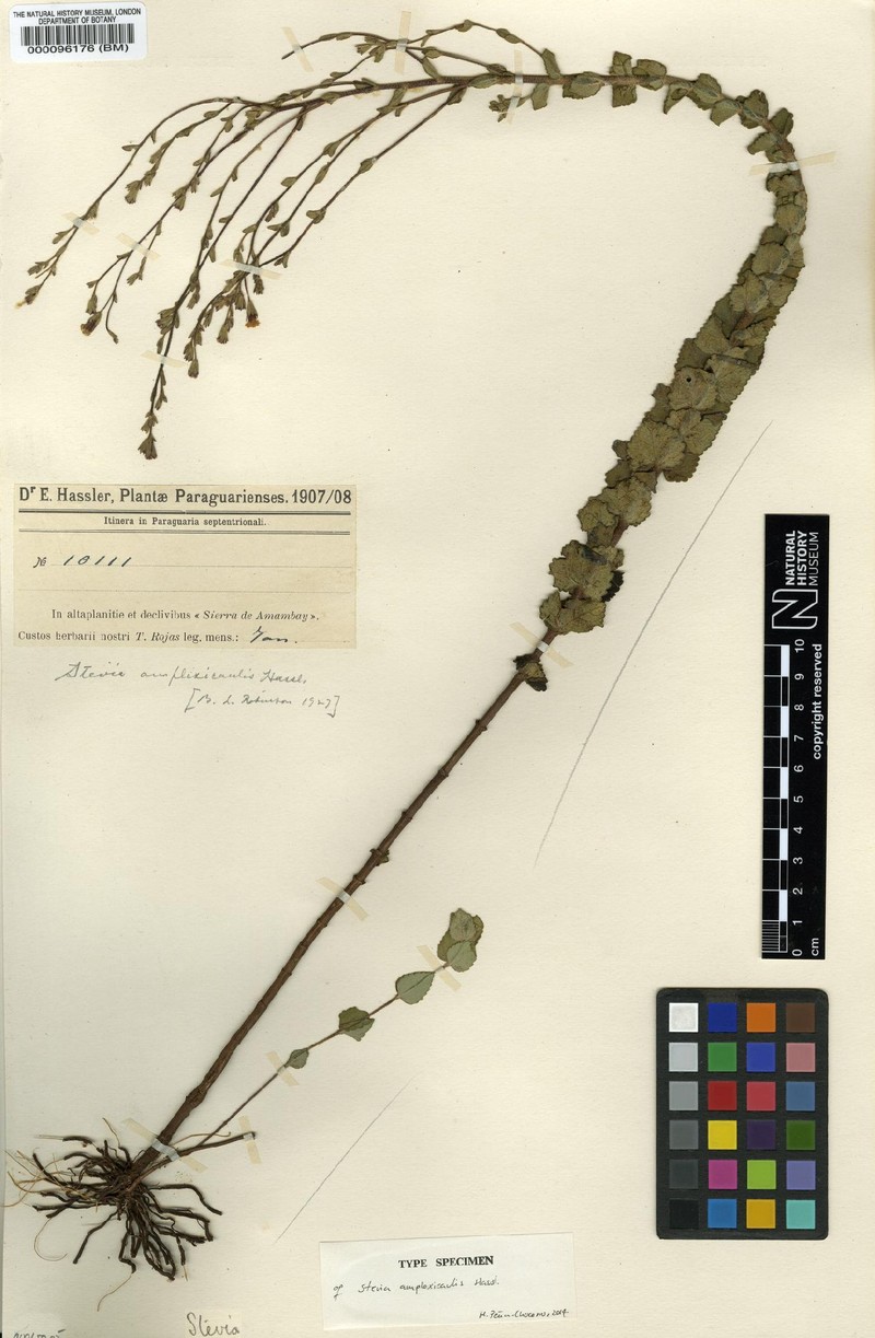 Stevia amplexicaulis