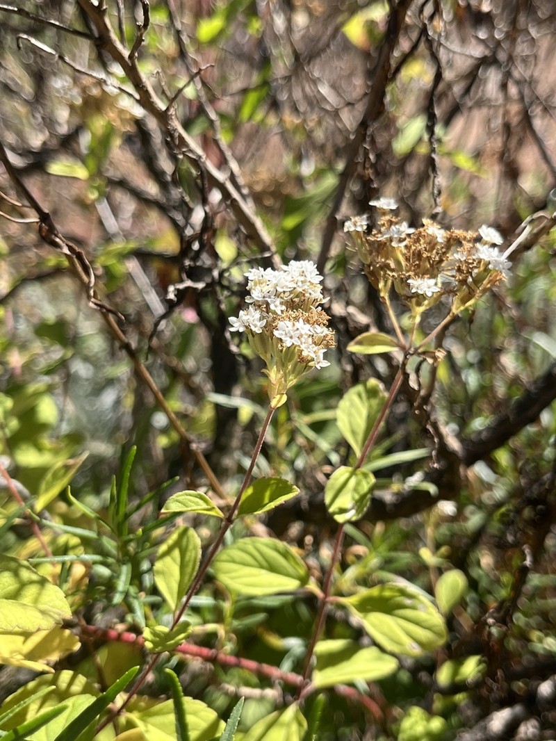 Stevia anadenotricha
