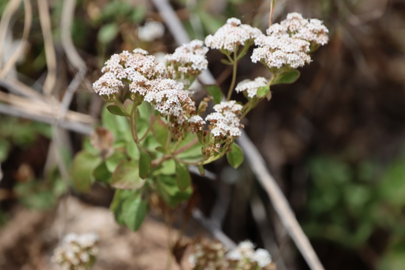 Stevia anadenotricha photo 3