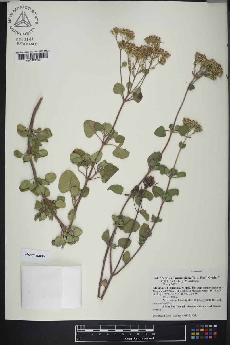 Stevia anadenotricha photo 4