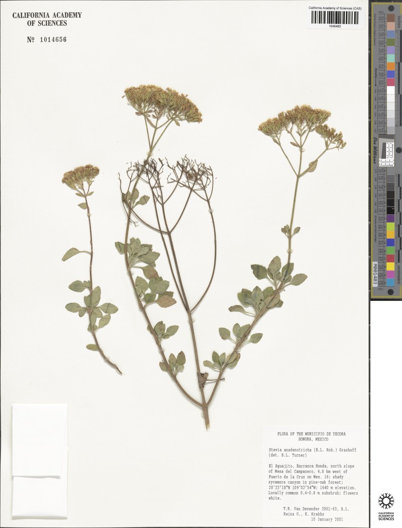 Stevia anadenotricha photo 5