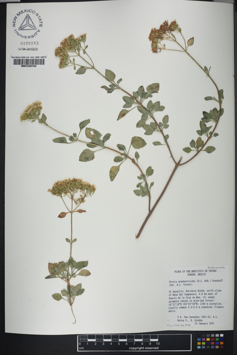 Stevia anadenotricha photo 6