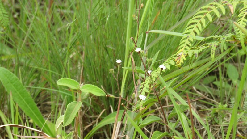 Stevia andina