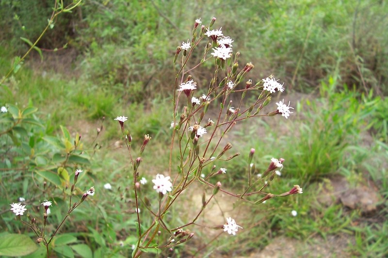 Stevia andina photo 2