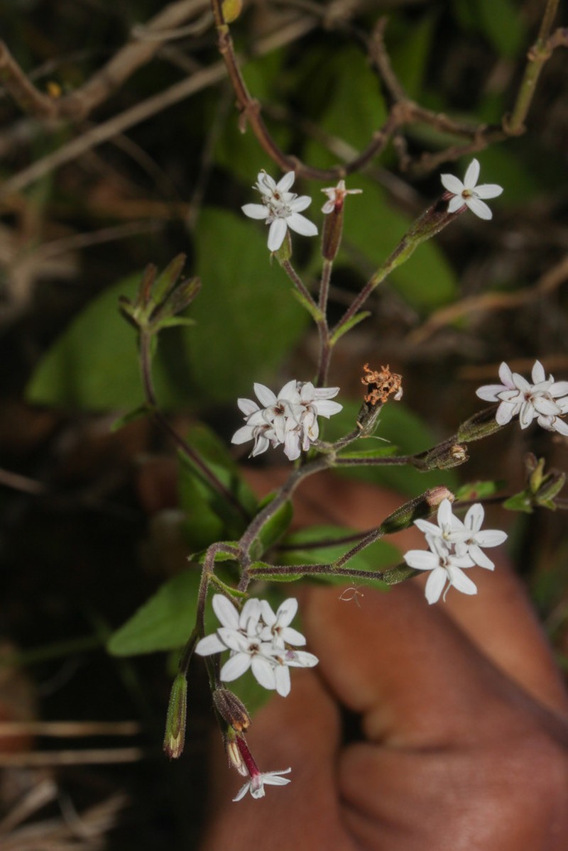 Stevia andina photo 3