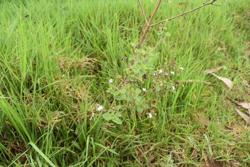 Stevia andina photo 4