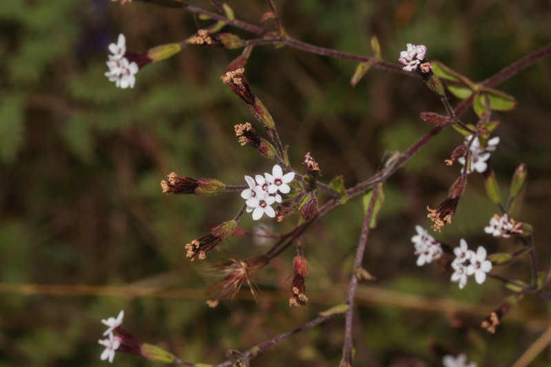 Stevia andina photo 5