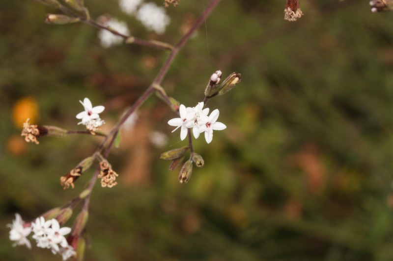 Stevia andina photo 6