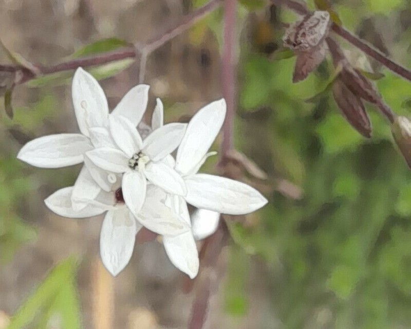 Stevia andina photo 7