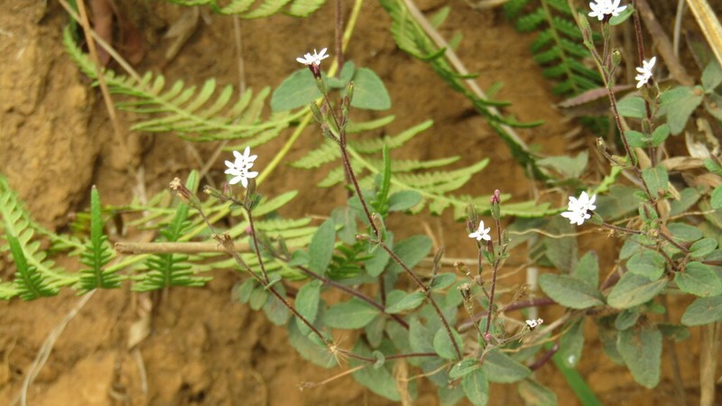 Stevia andina photo 8