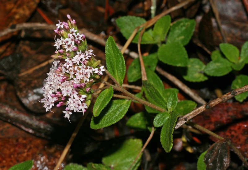 Stevia anisostemma
