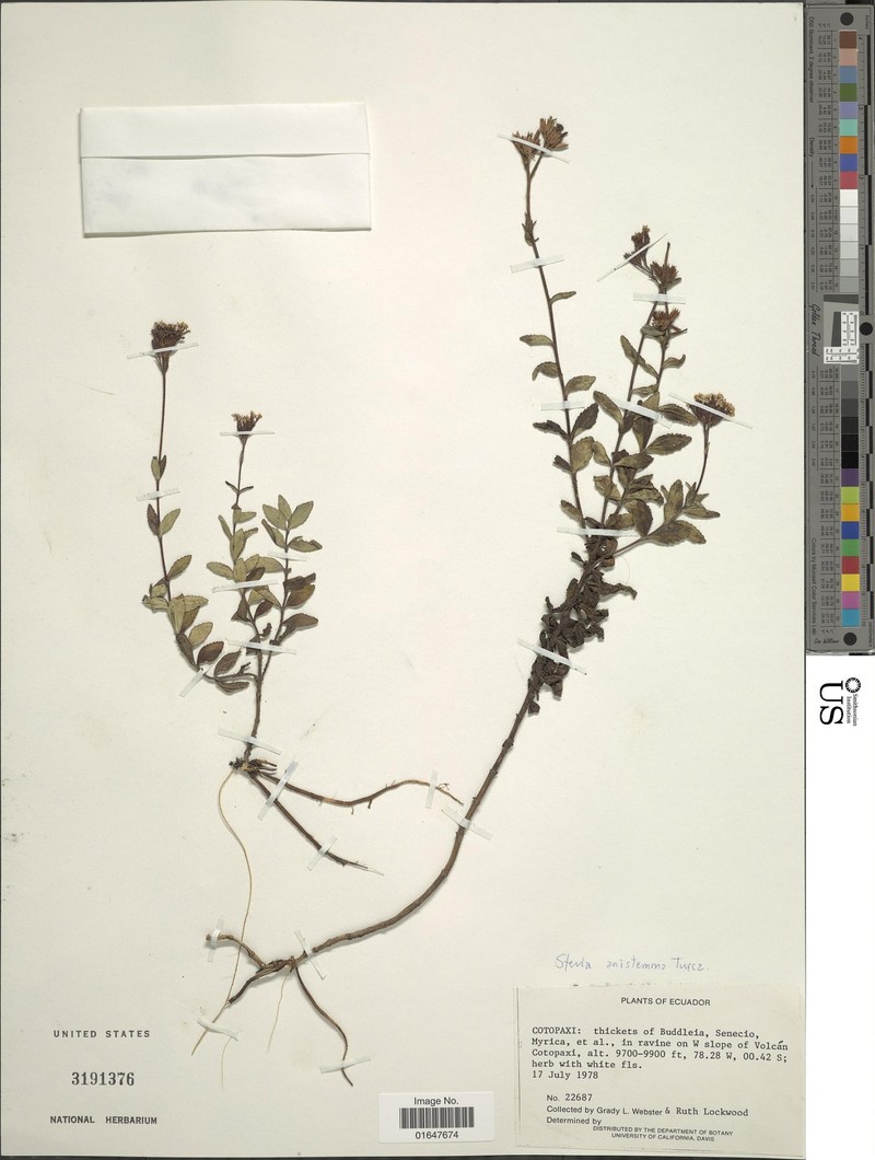 Stevia anisostemma photo 2