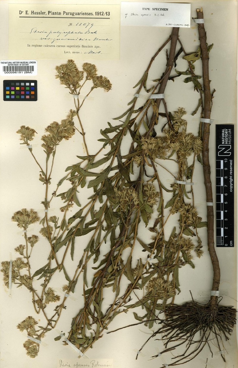 Stevia apensis