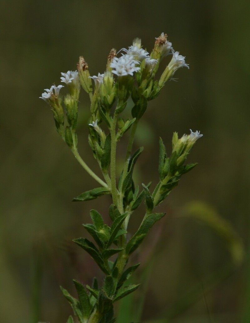 Stevia aristata
