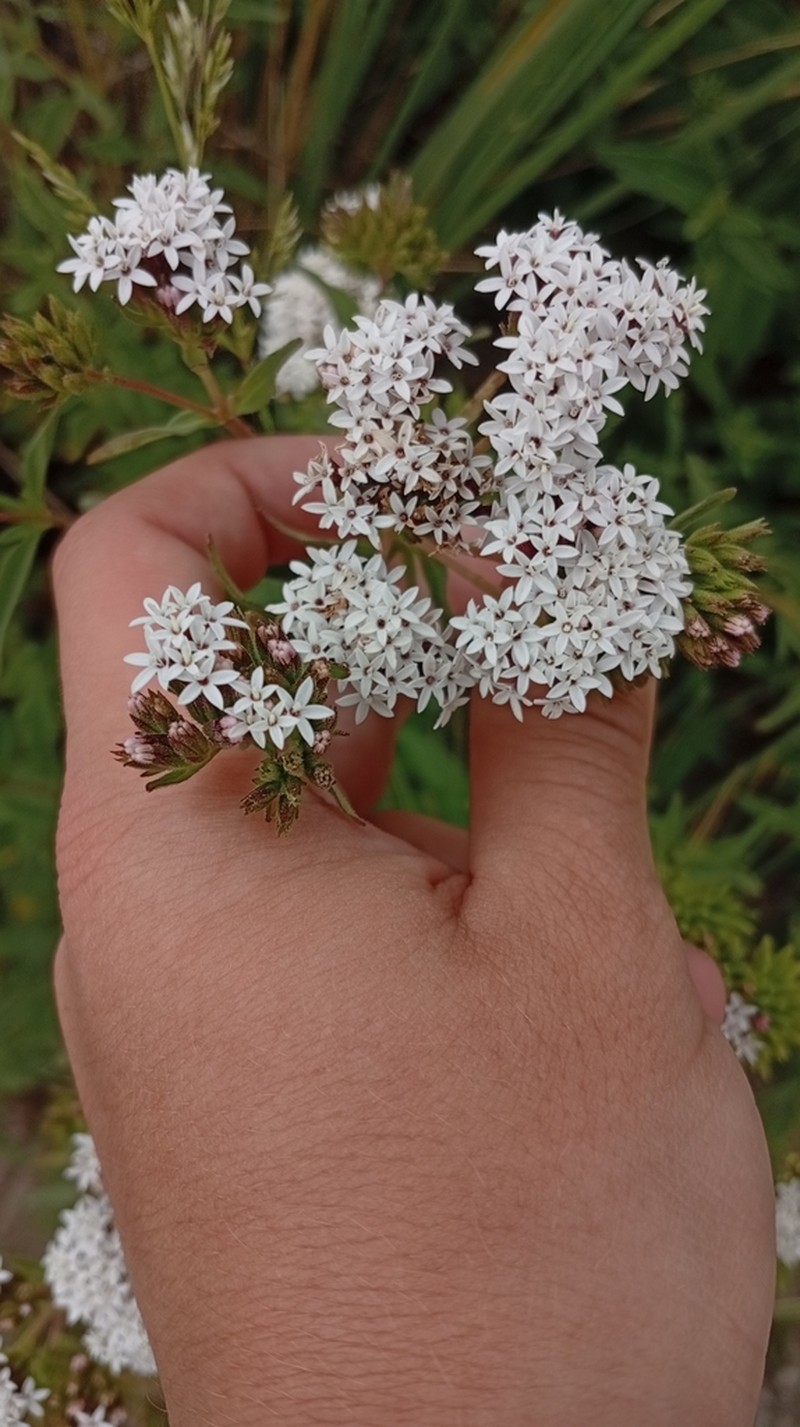 Stevia aristata photo 2