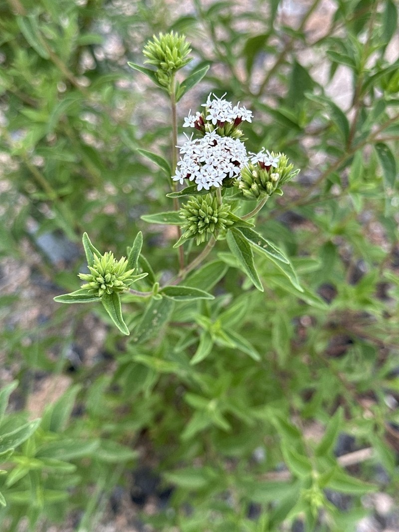 Stevia aristata photo 3