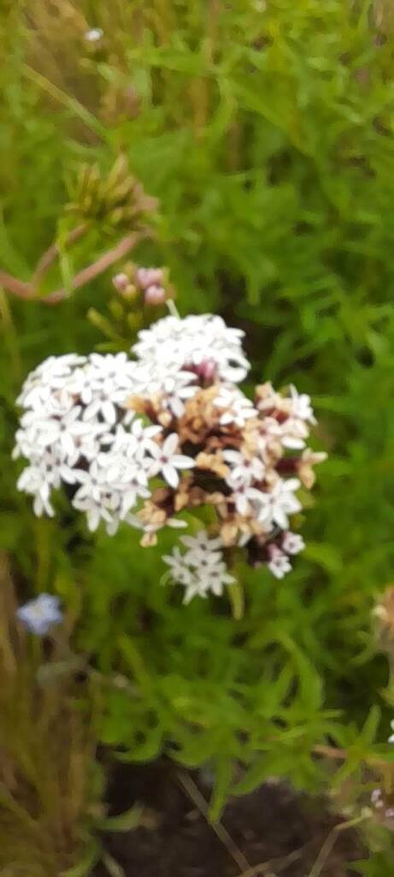 Stevia aristata photo 4
