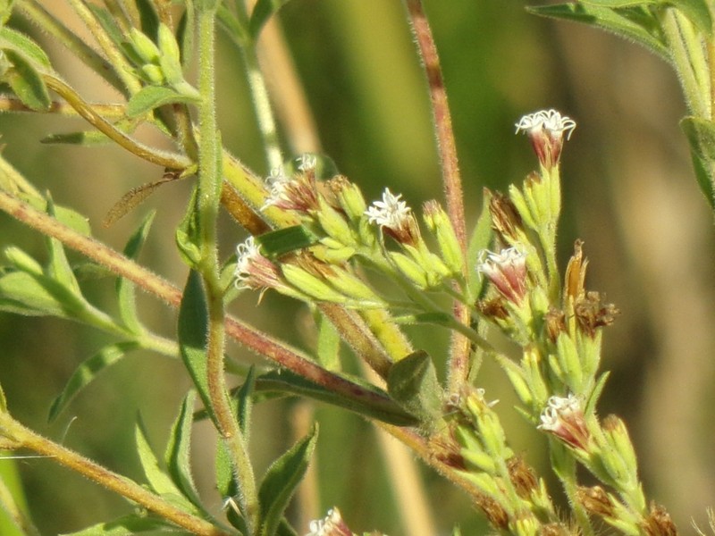 Stevia aristata photo 5