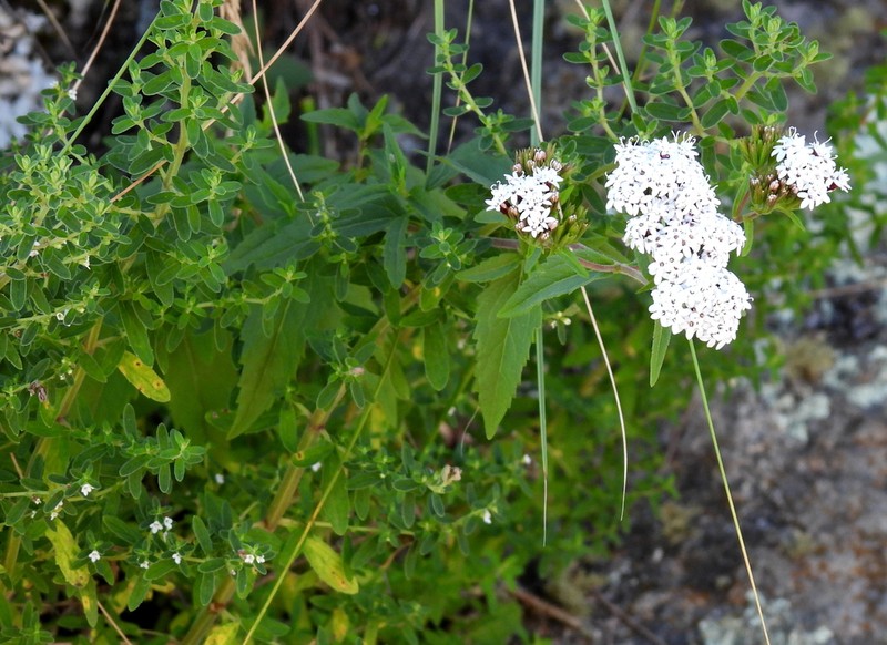 Stevia aristata photo 6
