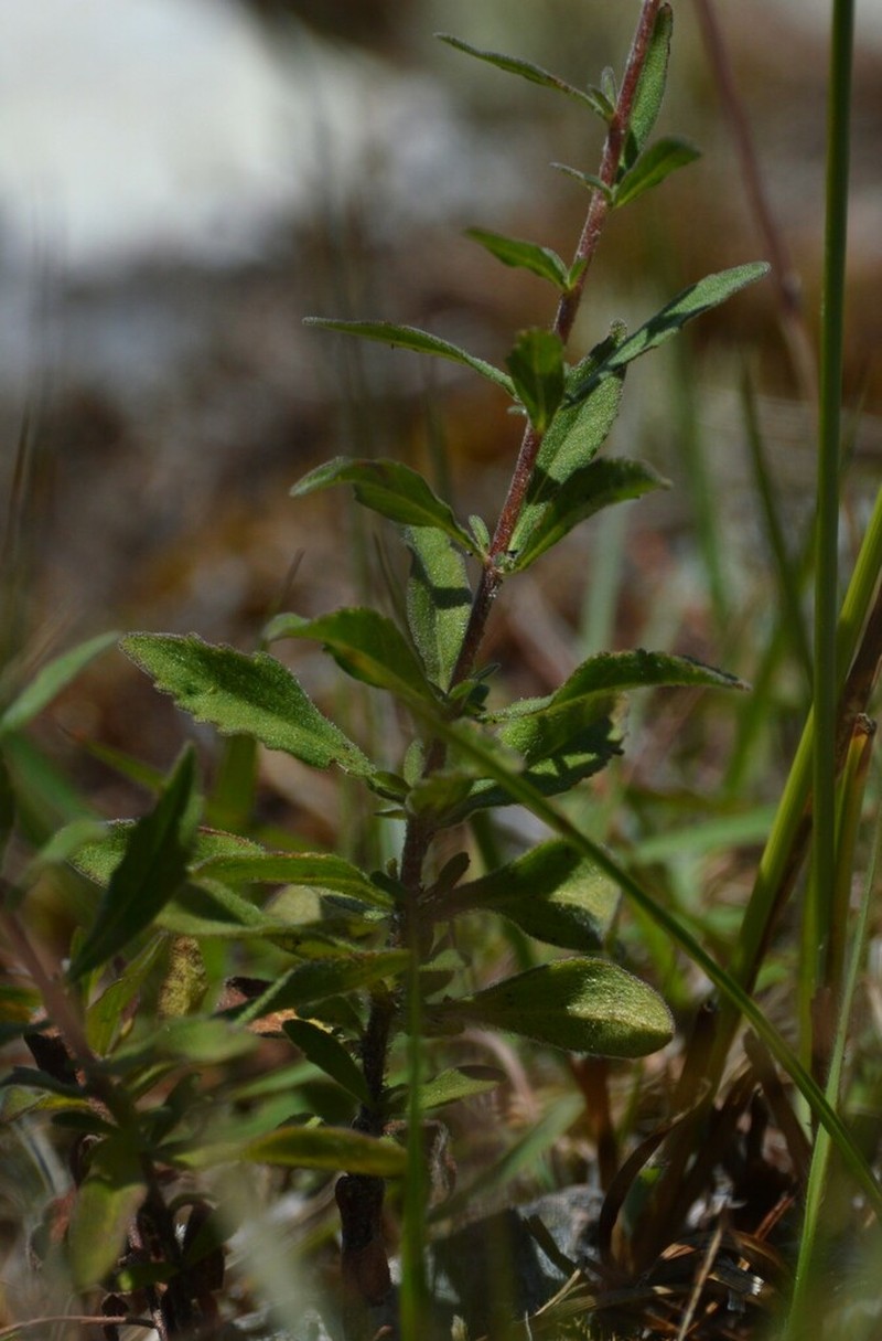 Stevia aristata photo 7