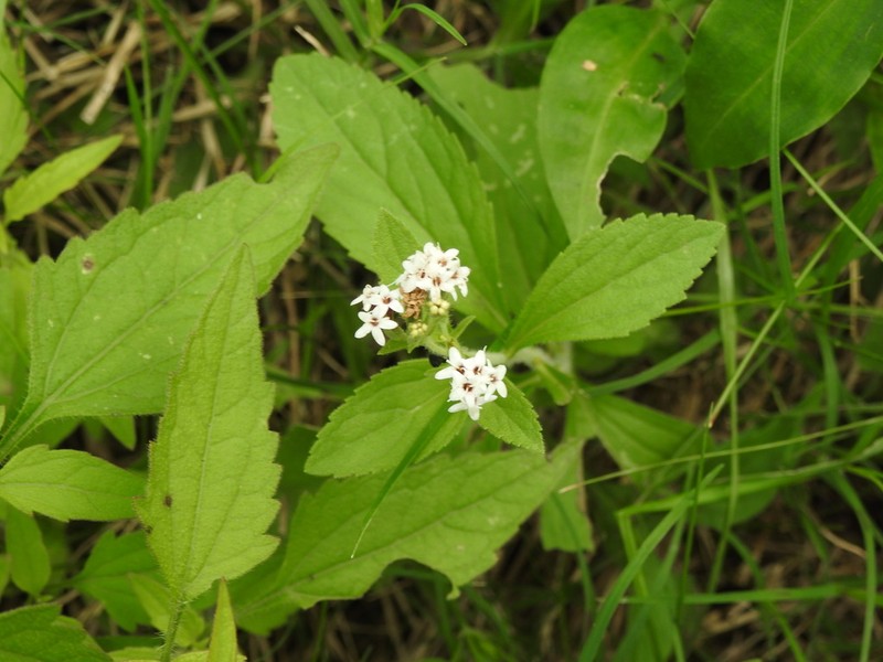 Stevia aristata photo 8