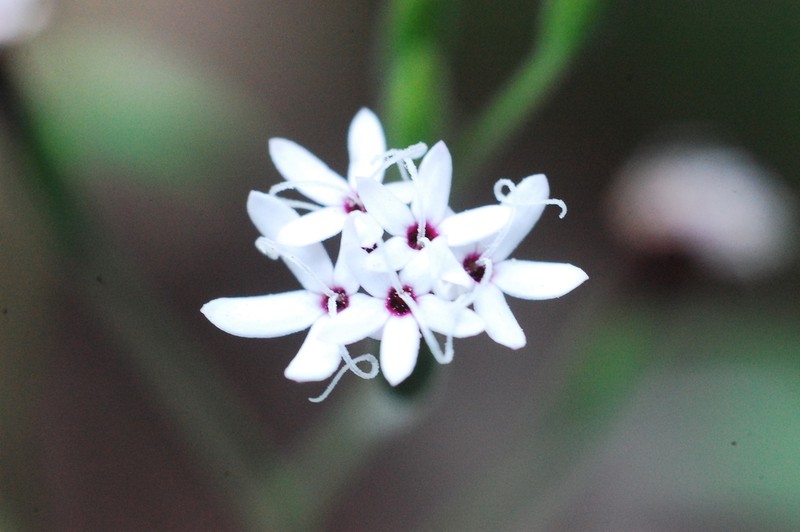Stevia aschenborniana