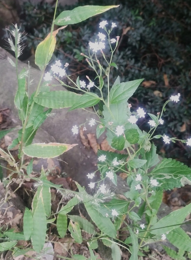 Stevia aschenborniana photo 2